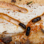 Future Insecticides: Harnessing Fungal Power