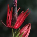 Google Pixel Buds 2a Introduce New Shades Matching Pixel 10a Color Palette