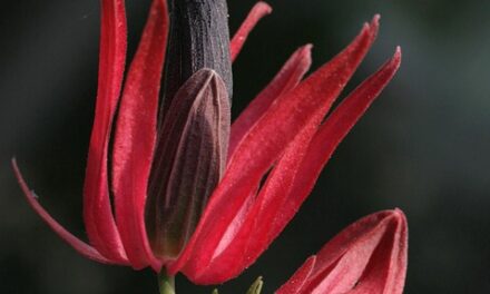 Google Pixel Buds 2a Introduce New Shades Matching Pixel 10a Color Palette